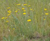 Achillea coarctata