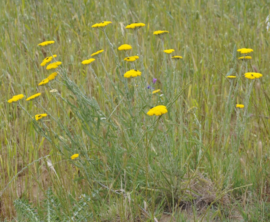 Image of Achillea coarctata specimen.