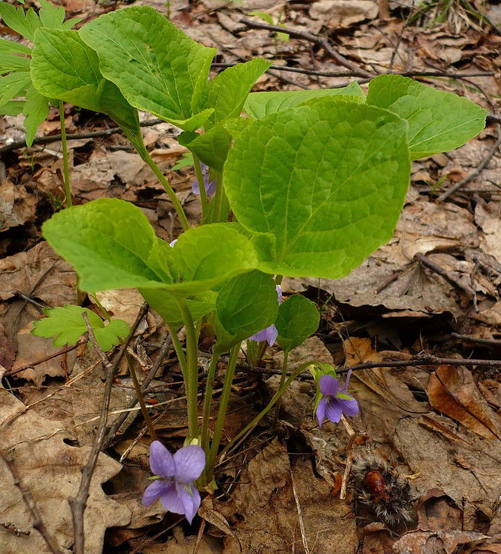 Изображение особи Viola mirabilis.