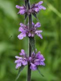 Stachys palustris. Часть соцветия с подлетающим наездником. Пермский край, г. Пермь, Кировский р-н, пойменный луг. 15.07.2017.