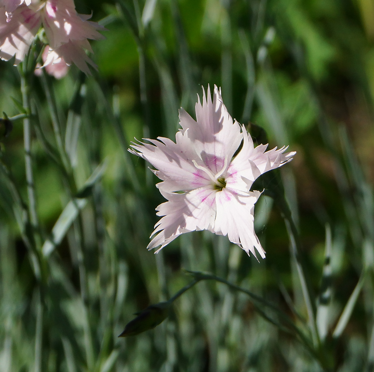 Image of Dianthus plumarius specimen.