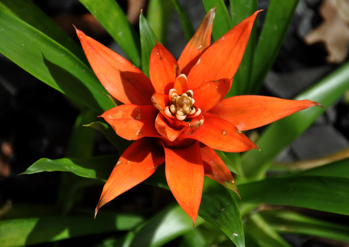 Image of genus Guzmania specimen.