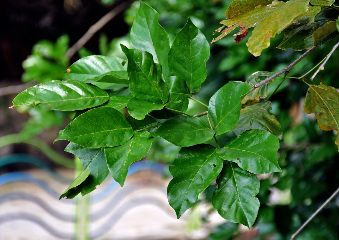 Изображение особи Pongamia pinnata.