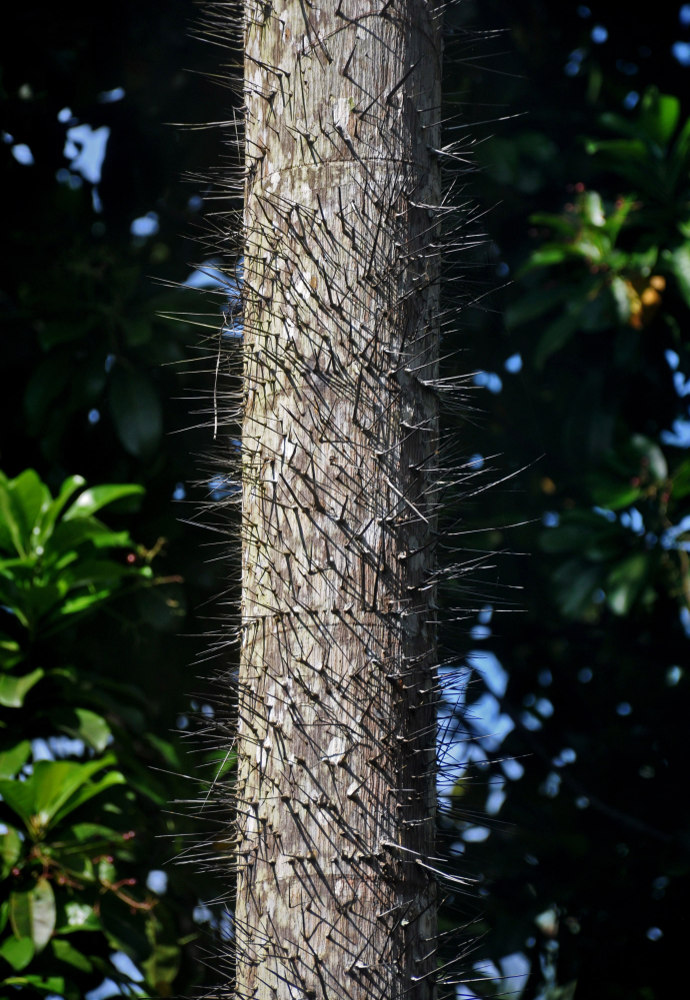 Image of Oncosperma tigillarium specimen.