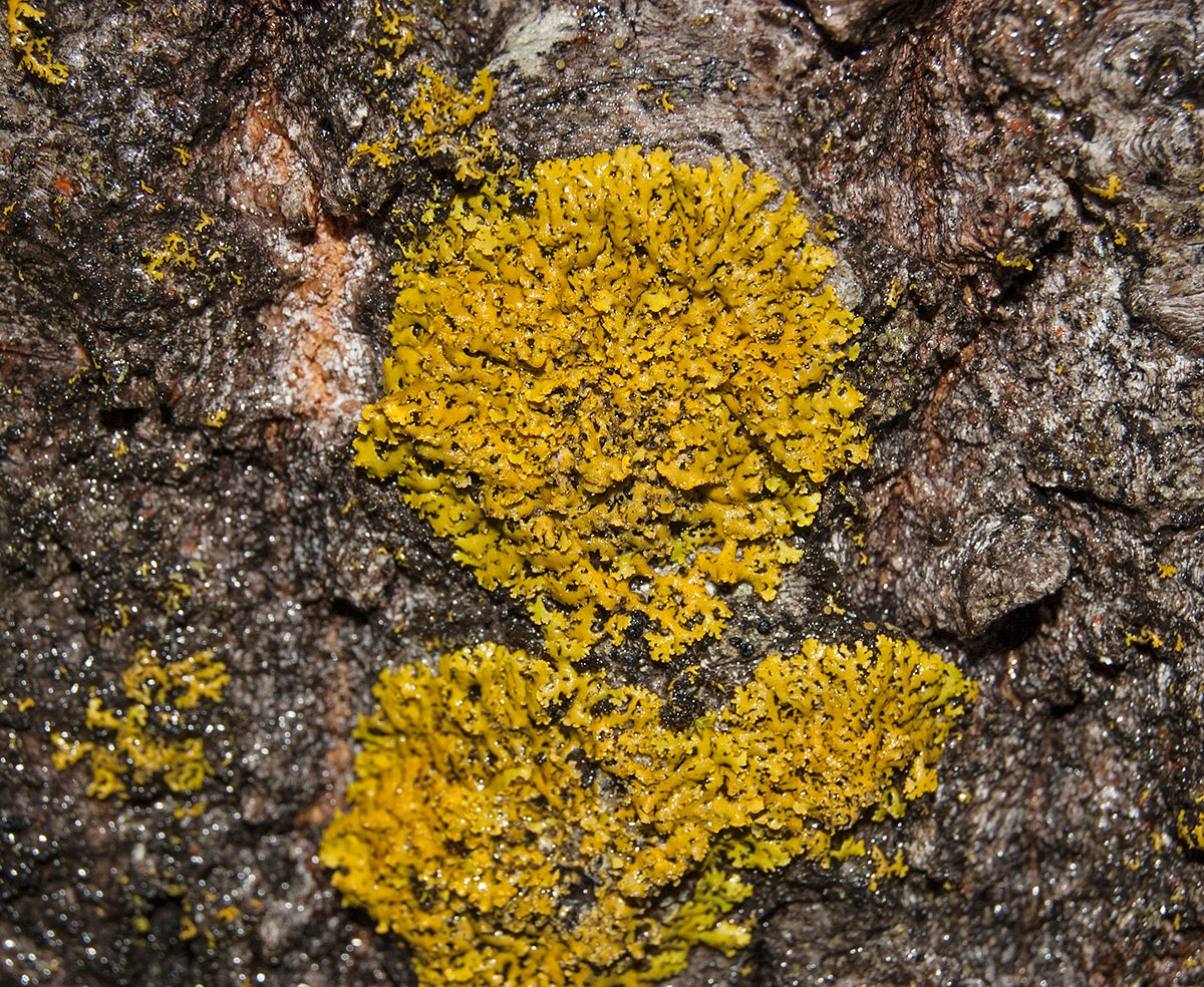 Изображение особи Oxneria ulophyllodes.