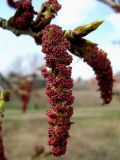 Populus nigra