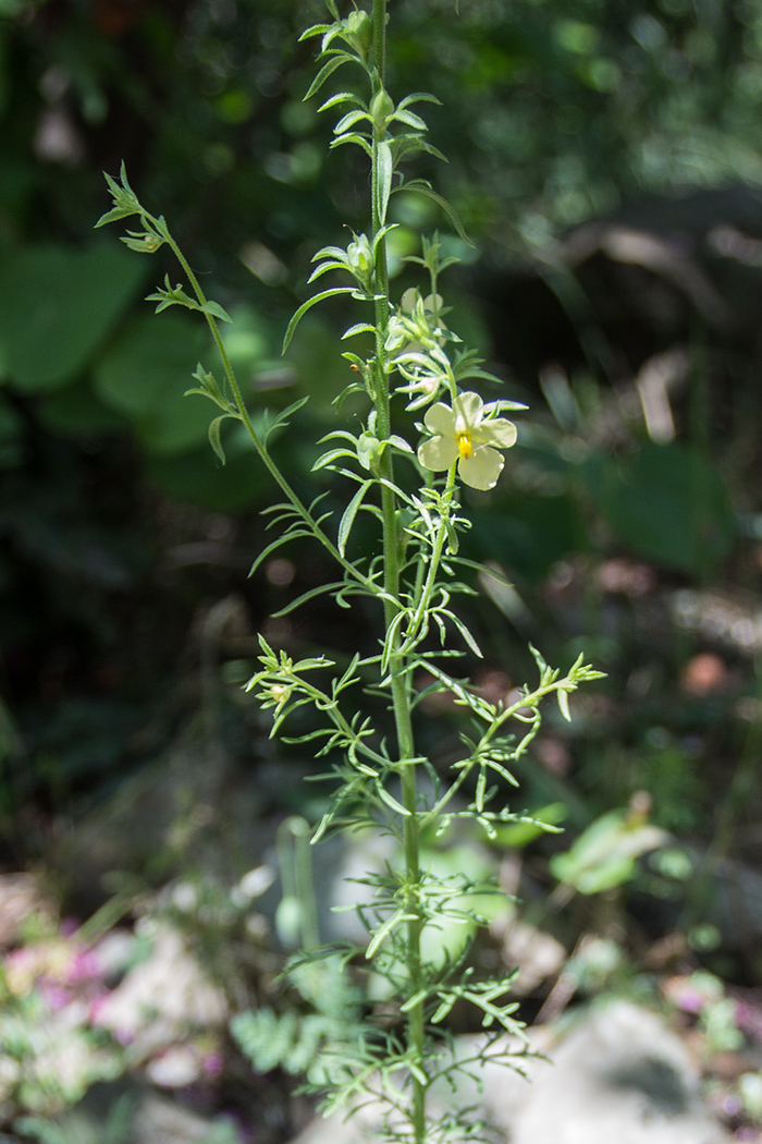 Изображение особи Verbascum orientale.