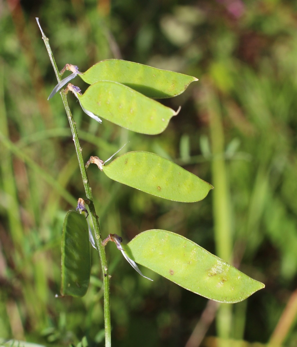 Image of Vicia varia specimen.