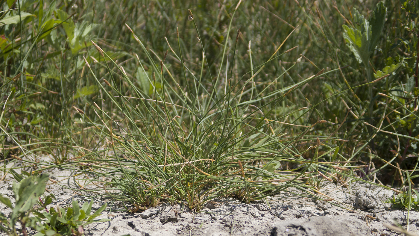 Image of Eleocharis mitracarpa specimen.