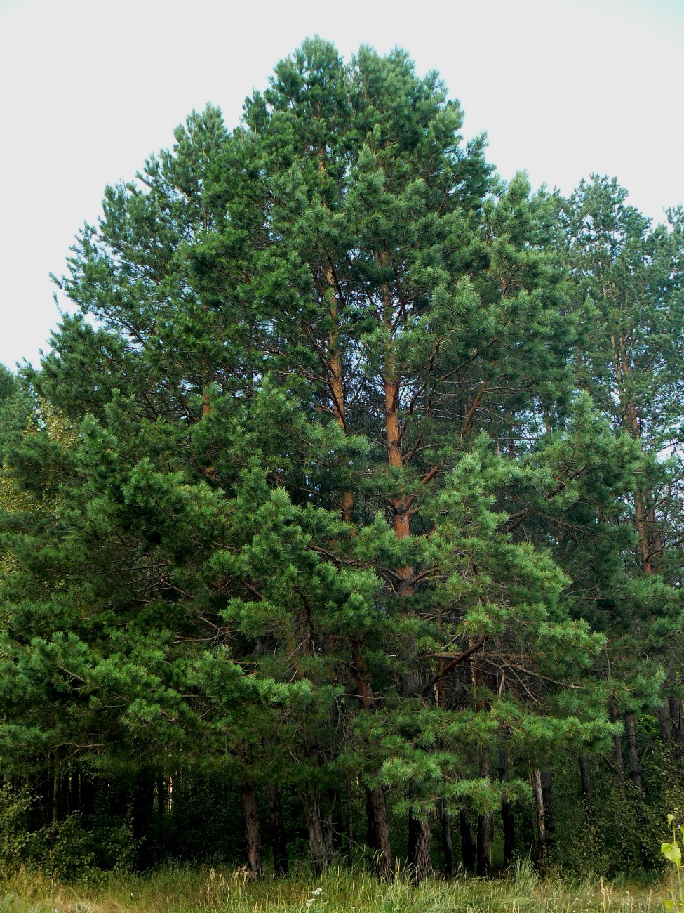 Image of Pinus sylvestris specimen.
