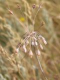 Allium paczoskianum