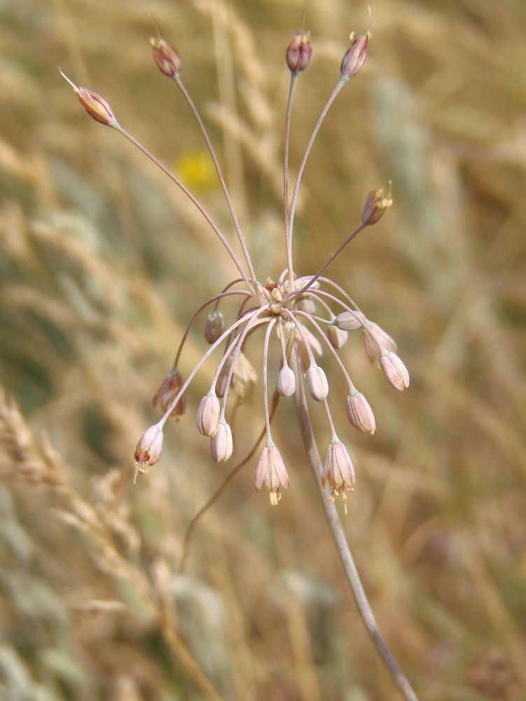 Изображение особи Allium paczoskianum.