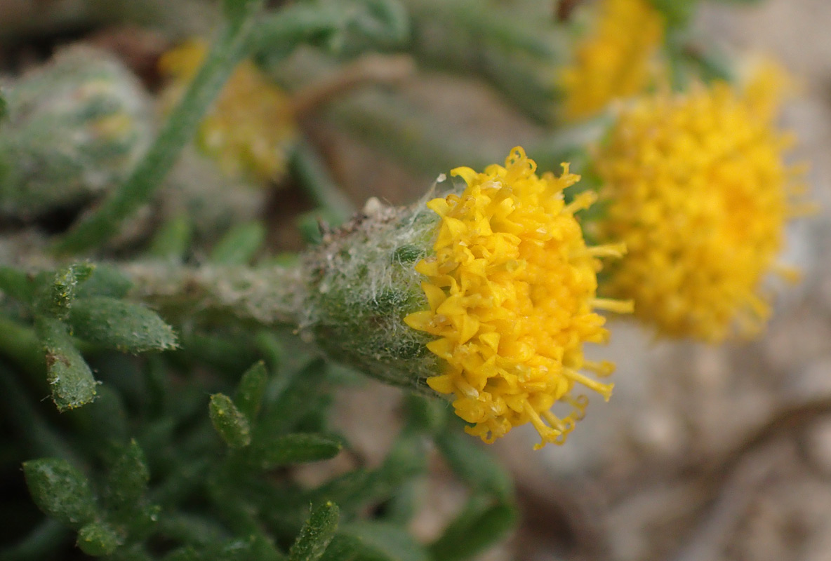 Image of Anthemis rigida specimen.