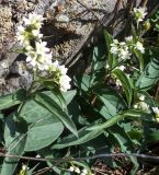 Vincetoxicum hirundinaria. Цветущие растения. Башкирия, окр. Белорецка, южный склон горы Мраткиной. Опушка соснового леса. Последняя декада мая.