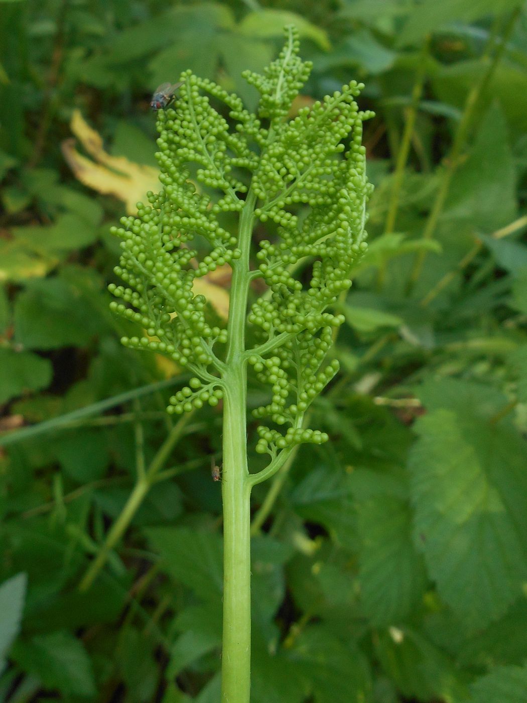 Image of Botrychium virginianum specimen.