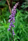 Aconitum septentrionale