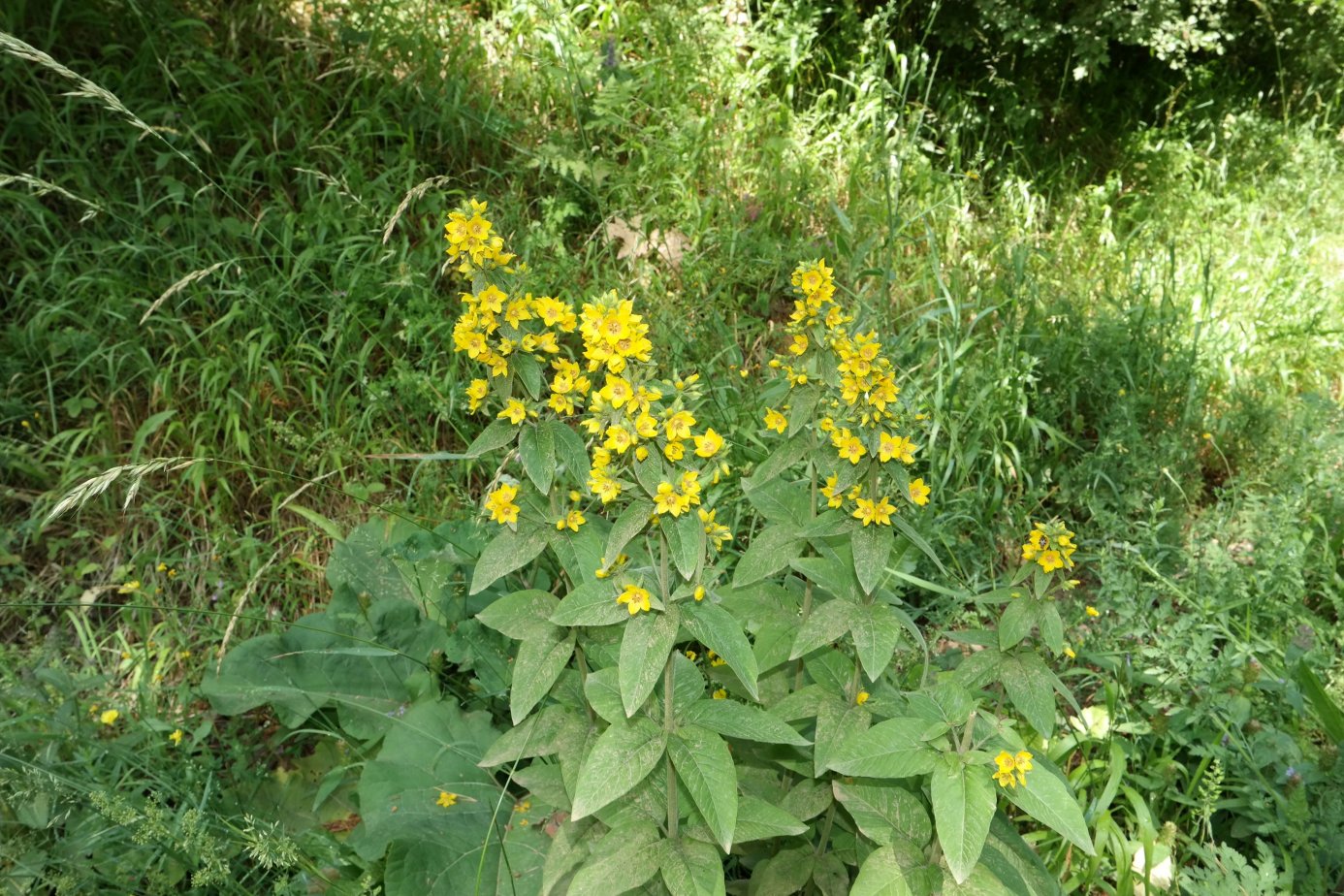 Изображение особи Lysimachia verticillaris.