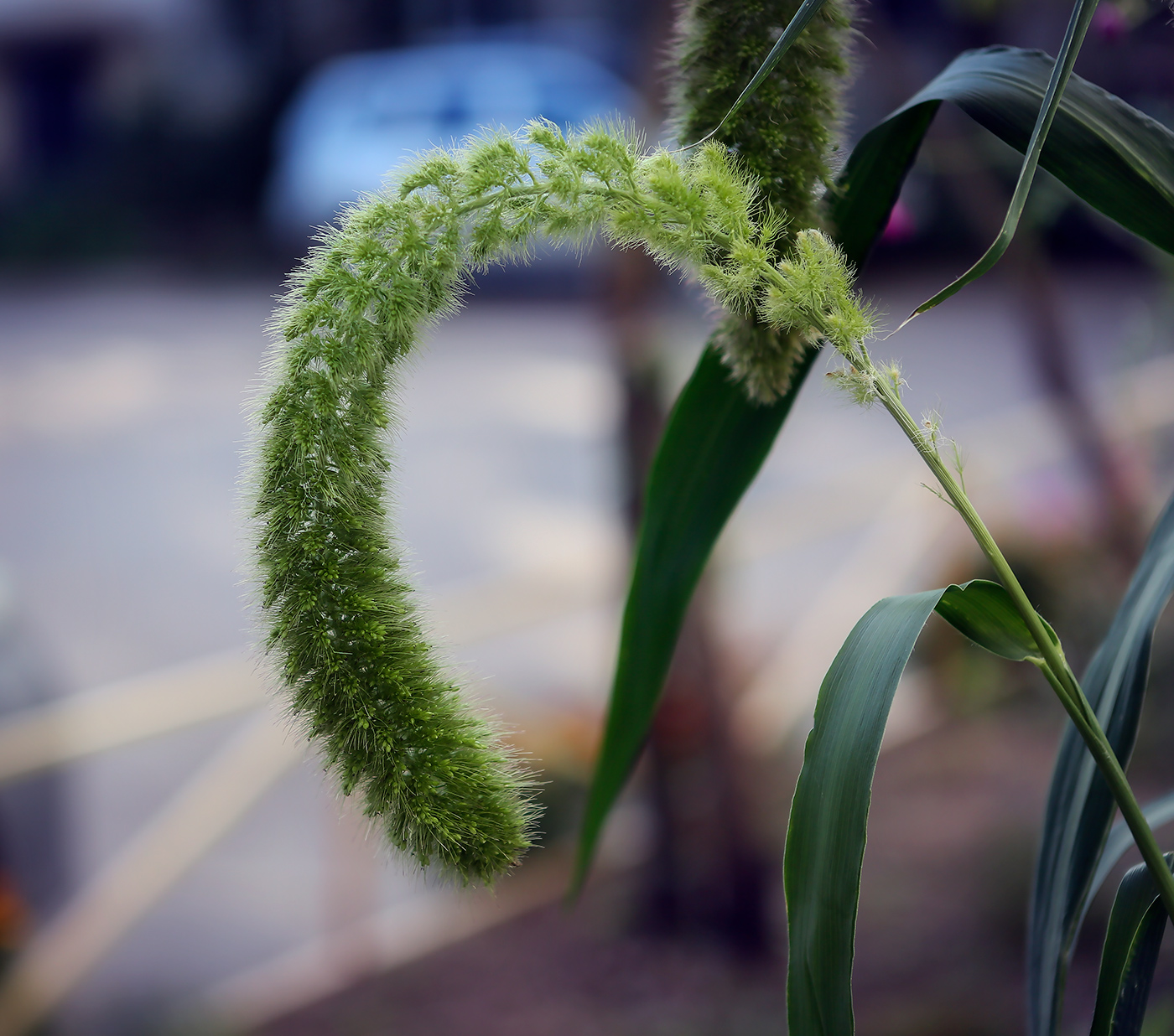 Image of Setaria italica specimen.