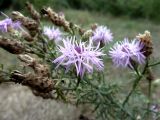 Centaurea stoebe