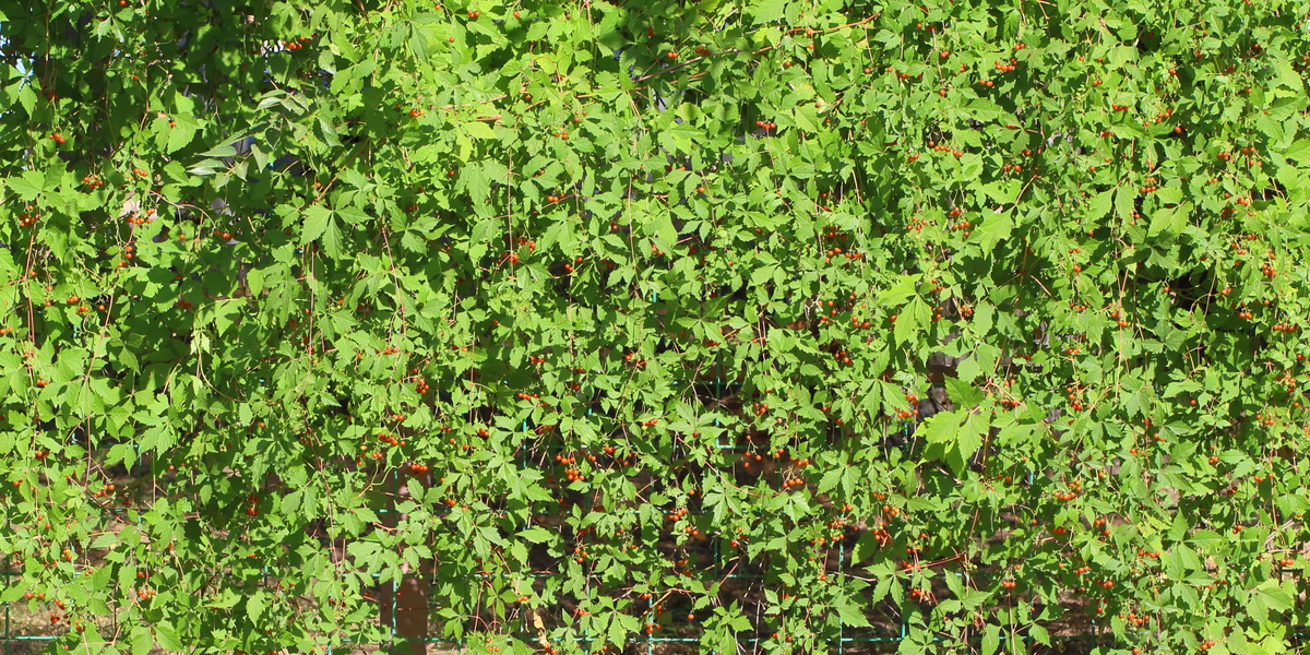 Image of Ampelopsis japonica specimen.