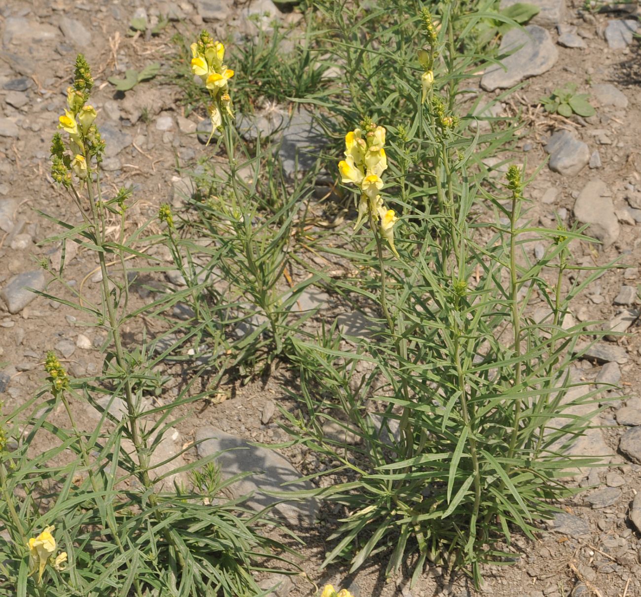 Image of Linaria vulgaris specimen.