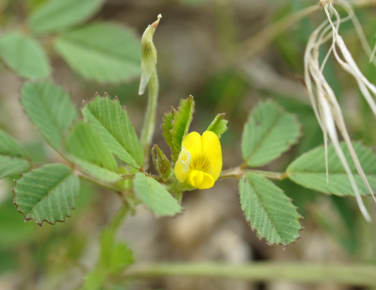 Image of Trigonella geminiflora specimen.