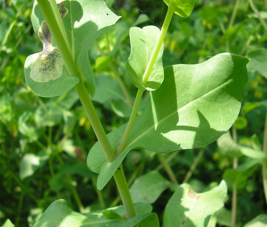 Image of Cerinthe minor specimen.