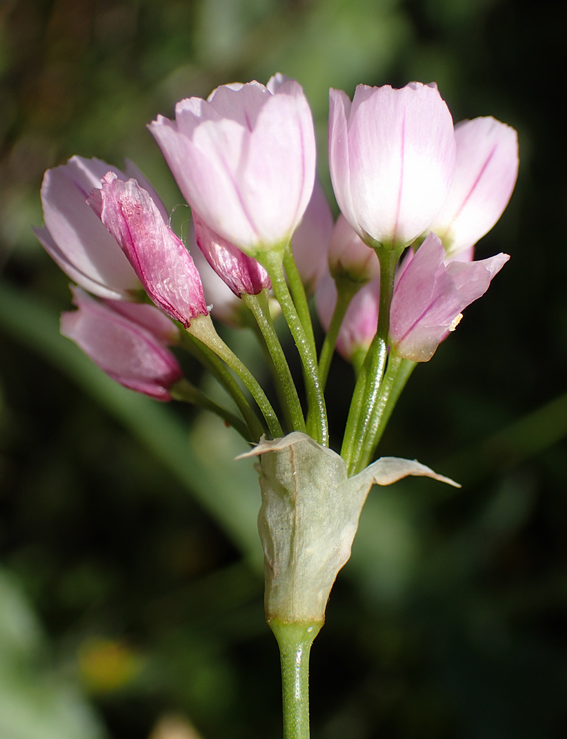 Image of Allium roseum specimen.