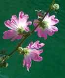 Alcea setosa