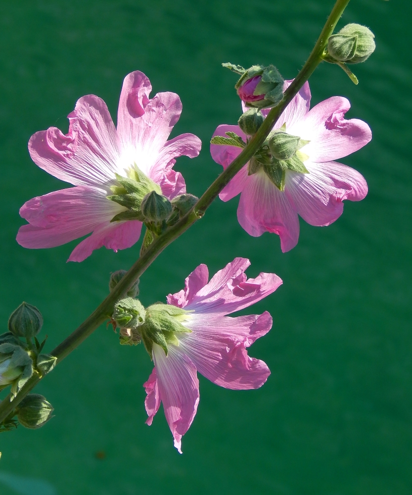 Изображение особи Alcea setosa.