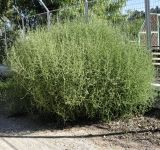 Salsola tragus