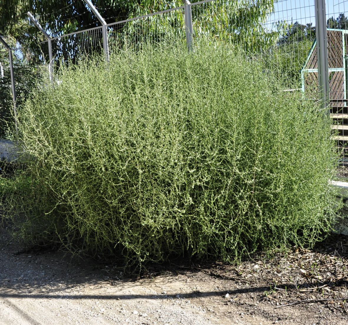 Image of Salsola tragus specimen.