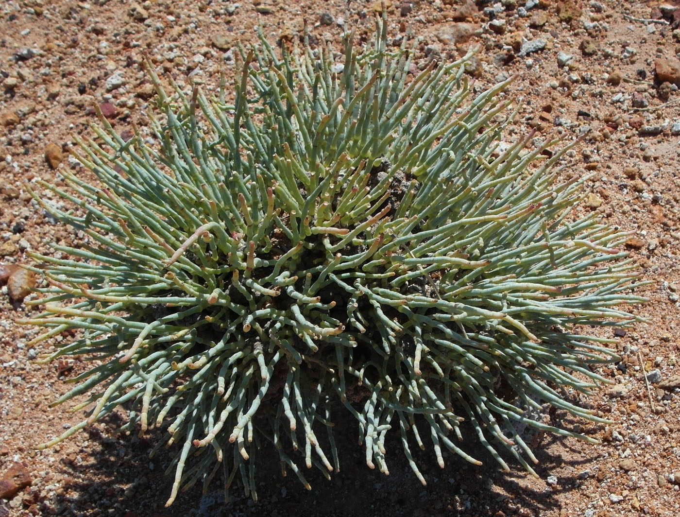 Image of Anabasis truncata specimen.
