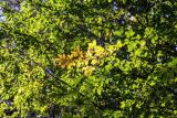 Carpinus betulus