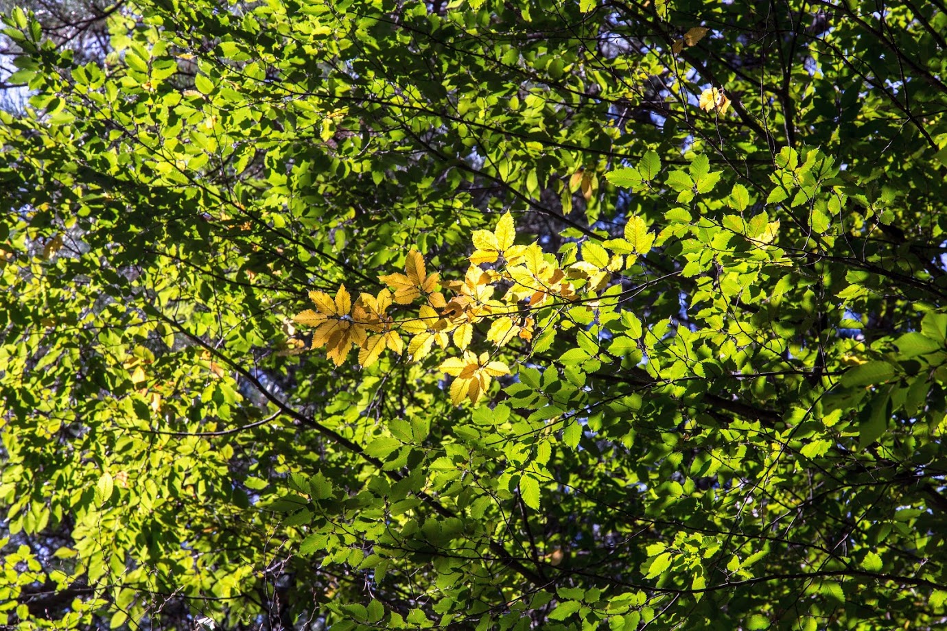 Изображение особи Carpinus betulus.