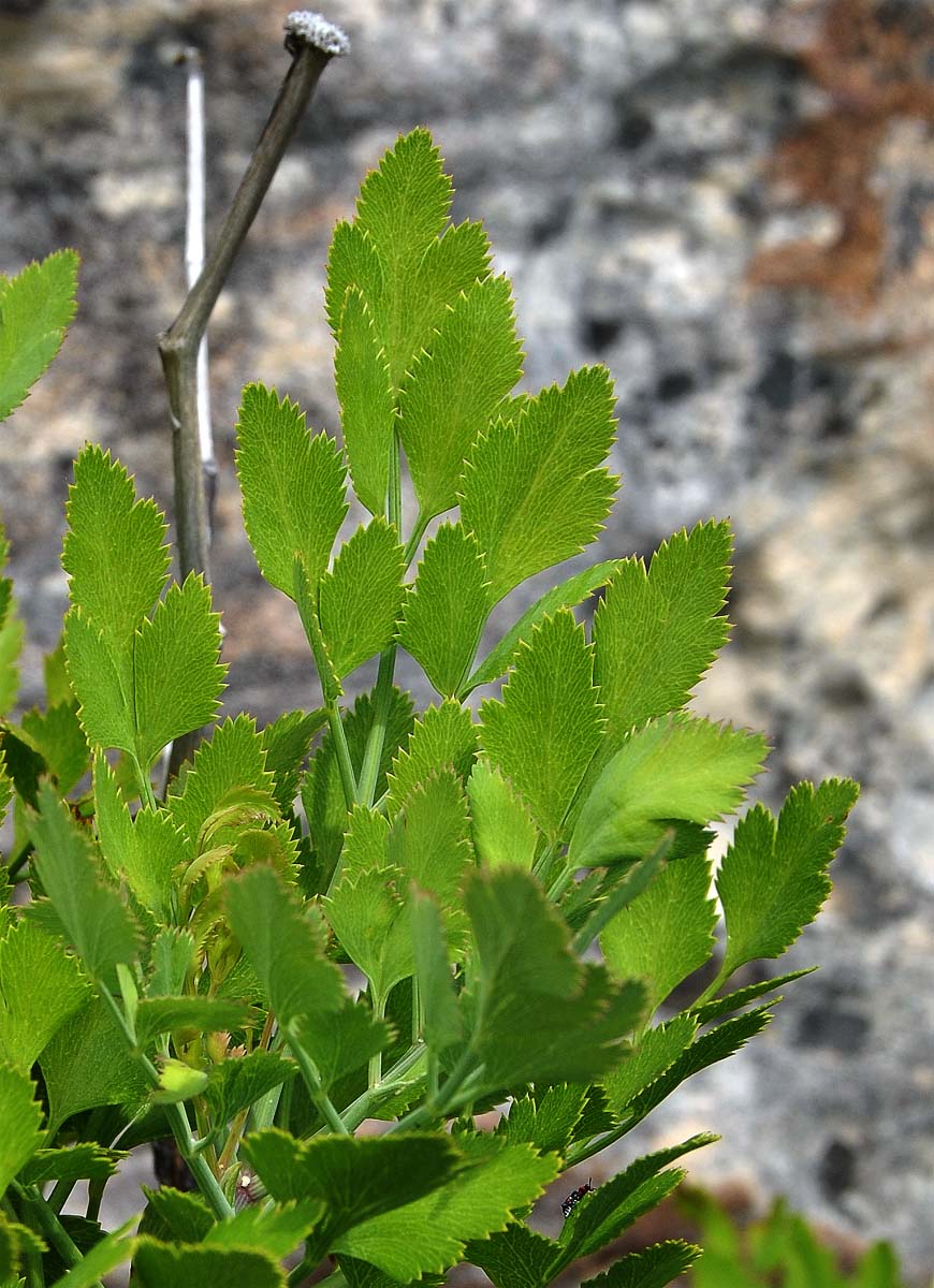 Image of Notobubon galbanum specimen.