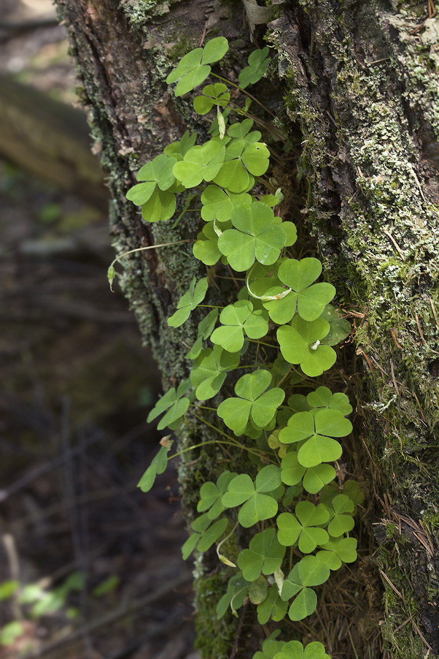 Image of Oxalis acetosella specimen.