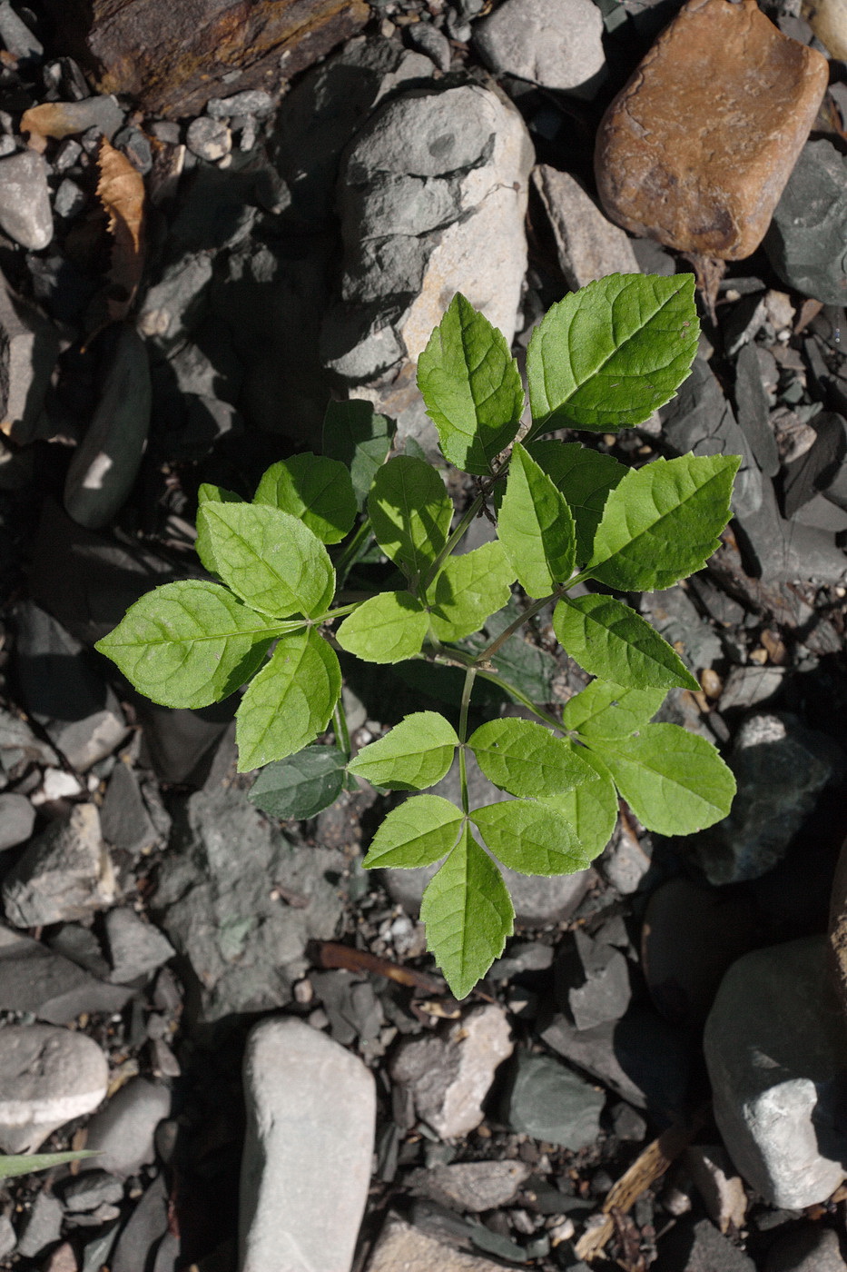 Image of Fraxinus excelsior specimen.