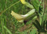 Vicia grandiflora