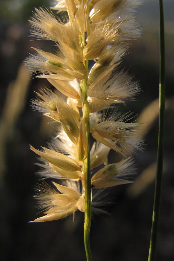 Image of Melica taurica specimen.