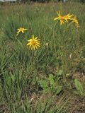 Arnica montana