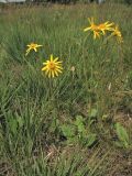 Arnica montana. Цветущие растения. Нидерланды, провинция Drenthe, национальный парк Drentsche Aa, молиниевый луг. 14 июня 2008 г.