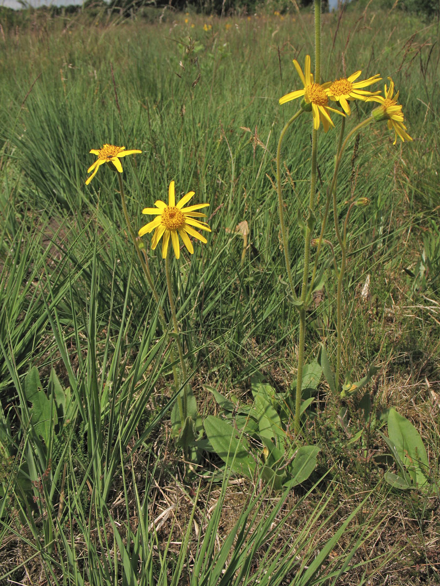 Image of Arnica montana specimen.