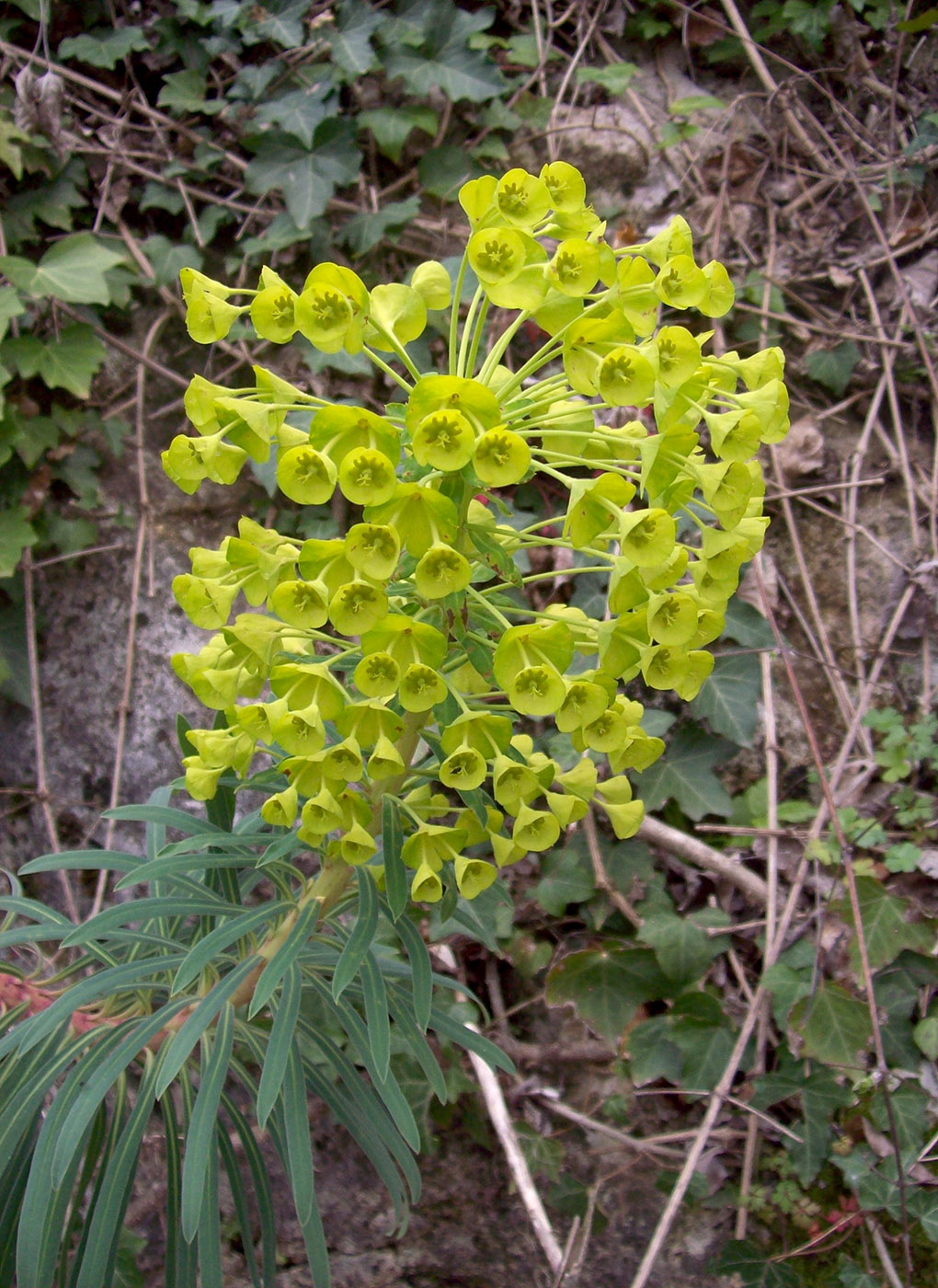 Изображение особи Euphorbia characias ssp. wulfenii.