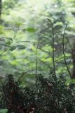 Ruscus aculeatus