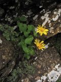 Doronicum carpaticum