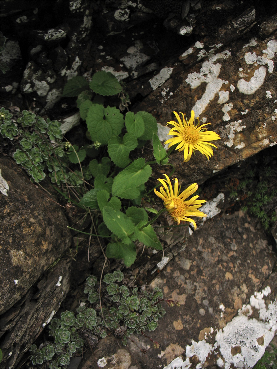 Изображение особи Doronicum carpaticum.