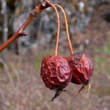 Malus domestica subspecies cerasifera. Верхушка побега с прошлогодними плодами. Свердловская обл., окр. г. Североуральск, правый берег канала Дублёр. 27.08.2011.