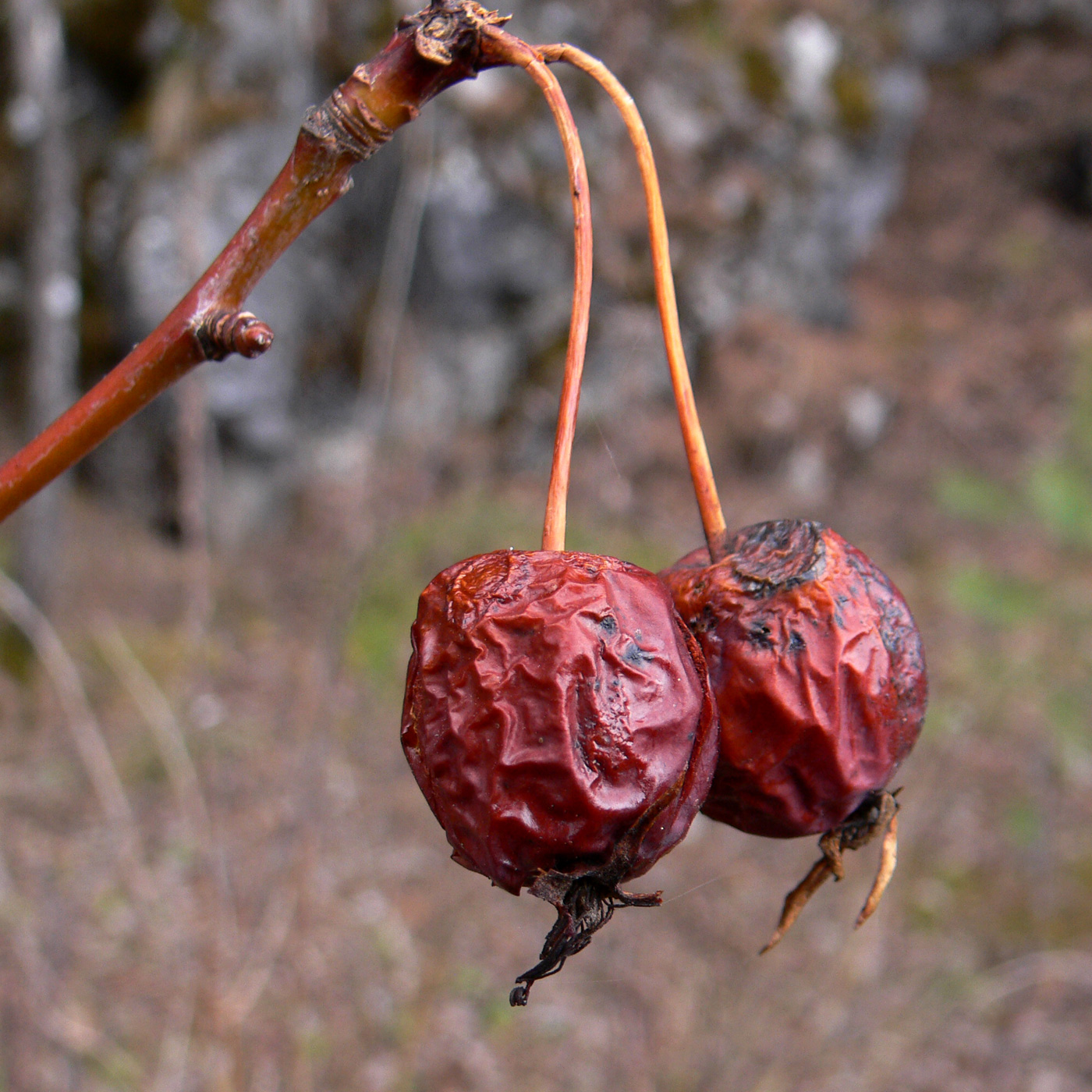 Image of Malus domestica ssp. cerasifera specimen.