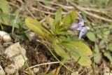 Vinca herbacea. Верхушка цветущего и плодоносящего растения. Крым, окр. г. Бахчисарай, Менгирная балка, вершина склона. 16.02.2019.